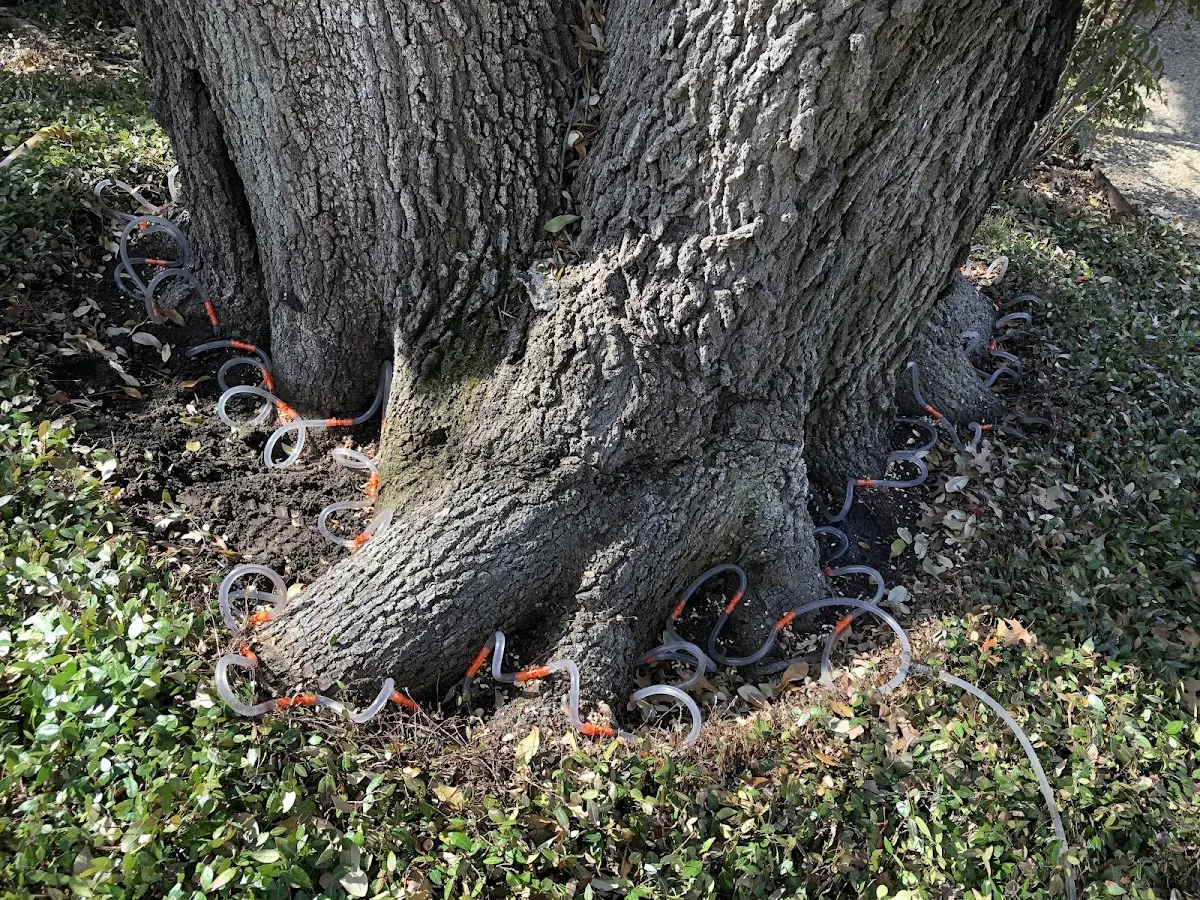 Detailed Shrub and Hedge Trimming job site in Martensdale