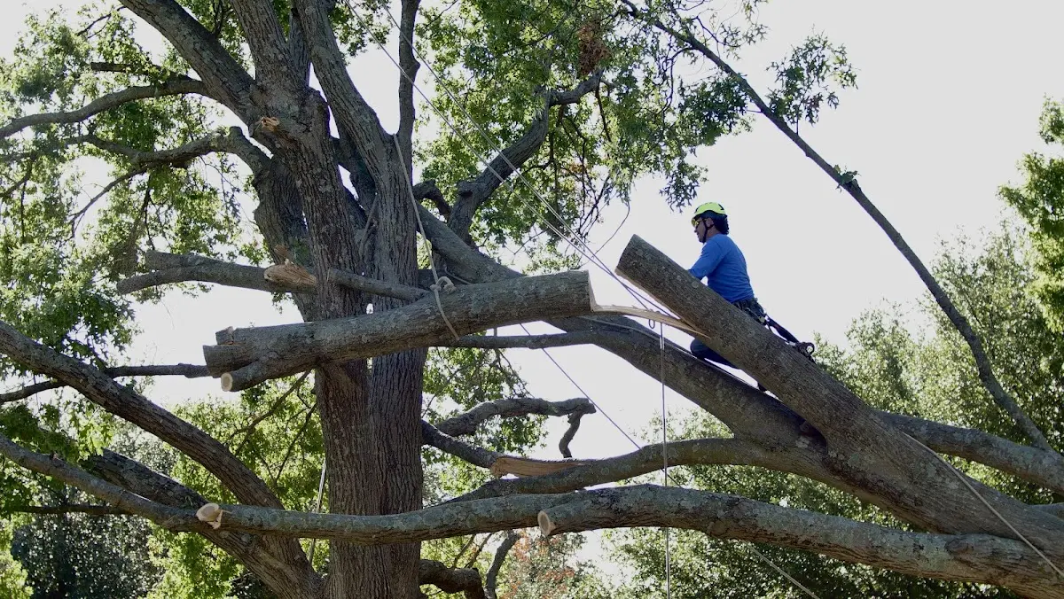 Professional Crown Thinning performed by certified arborists in Martensdale