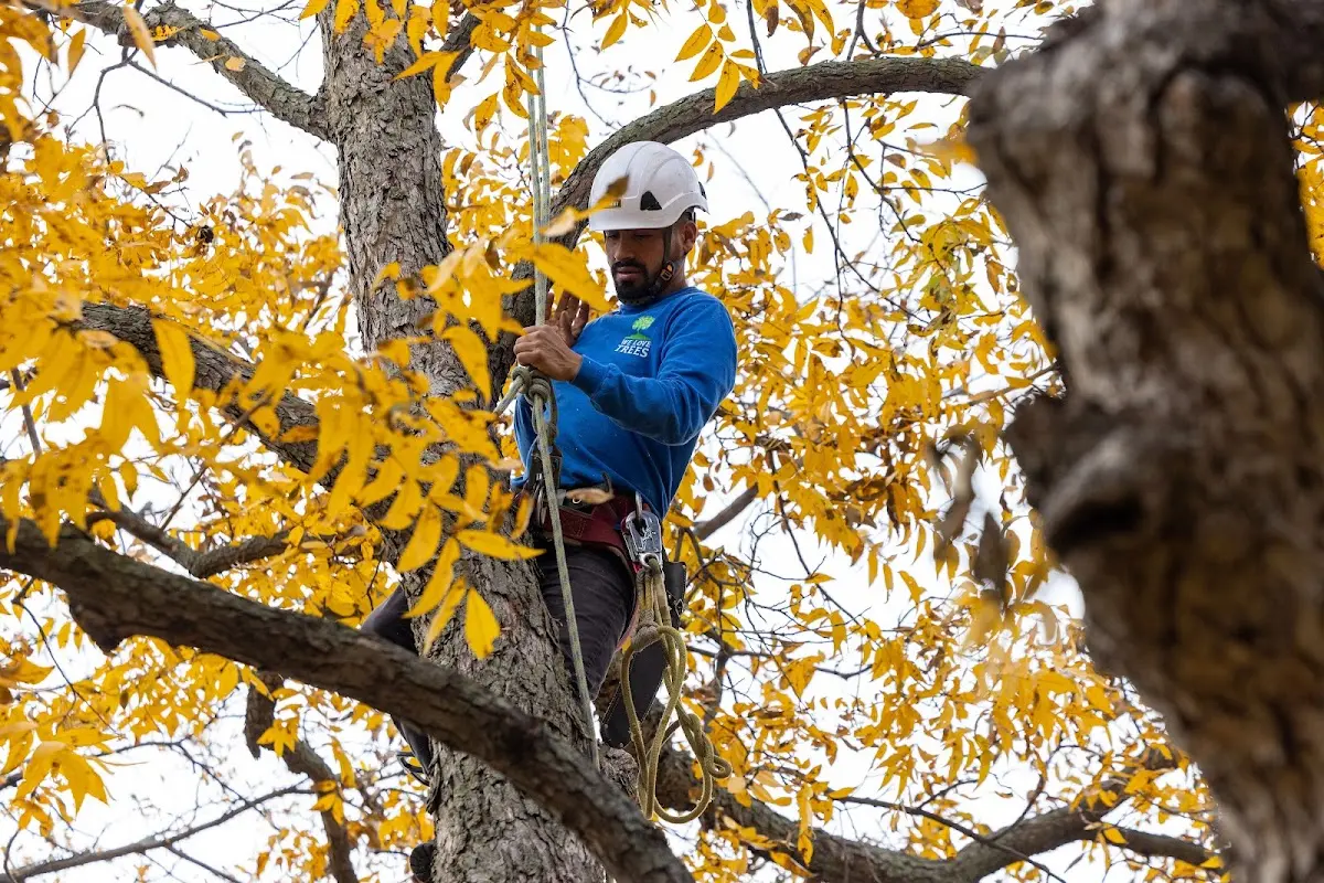 Skilled Tree Trimming crew working in Martensdale